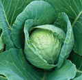 All Seasons Cabbage Seeds - 300+ Brassica oleracea var. capitata Vegetable Seeds for Gardening & Cooking