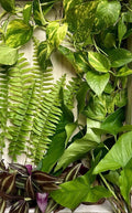 40 Rooted Plant Cuttings Assorted Varieties for Gardening and Propagation | Indoor & Outdoor Plants