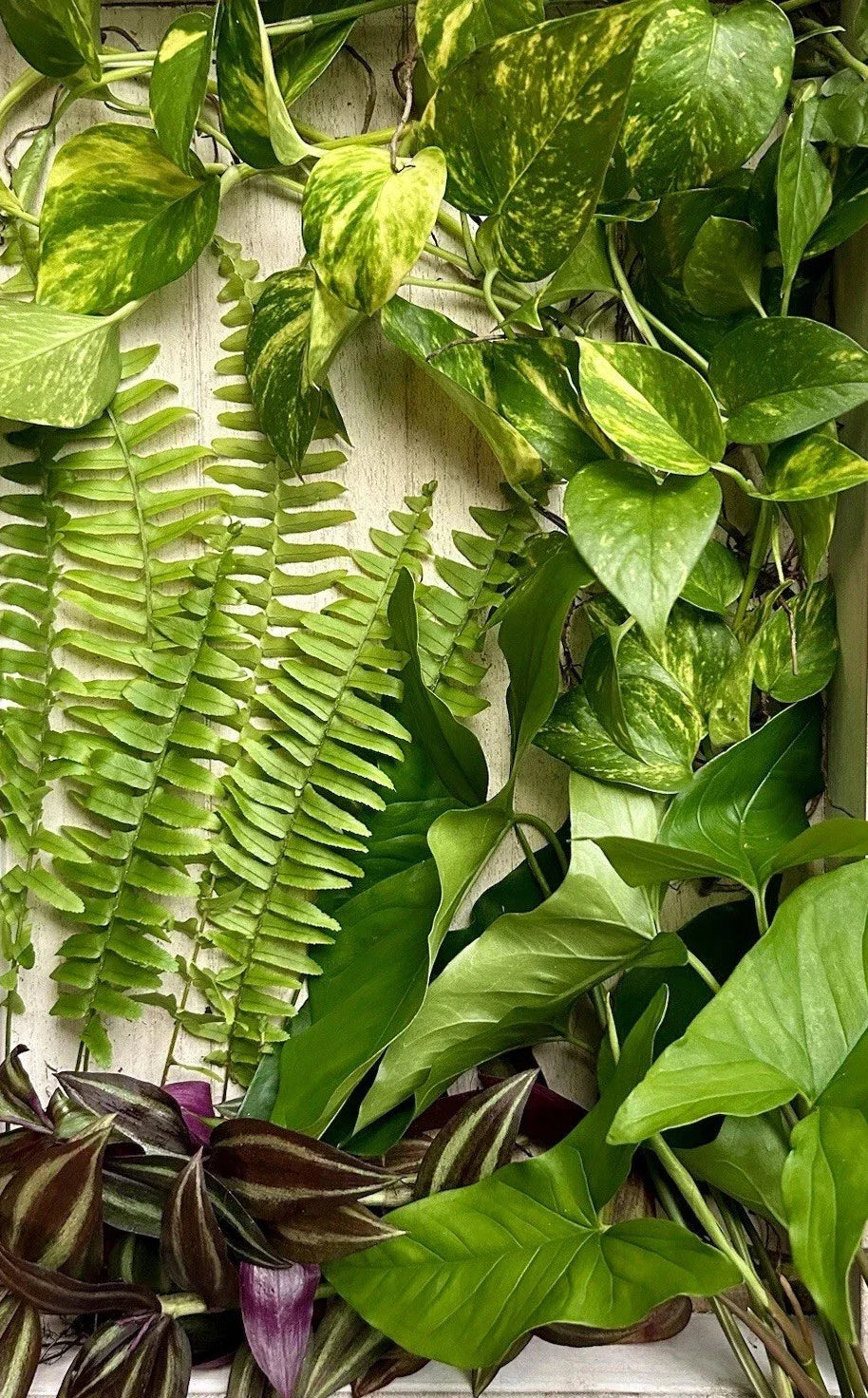 40 Rooted Plant Cuttings Assorted Varieties for Gardening and Propagation | Indoor & Outdoor Plants