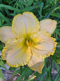 Hemerocallis 'Eloquent Silence' Daylily Bareroot – Perennial Flowering Plant with Soft Peach Blooms, Full Sun to Partial Shade