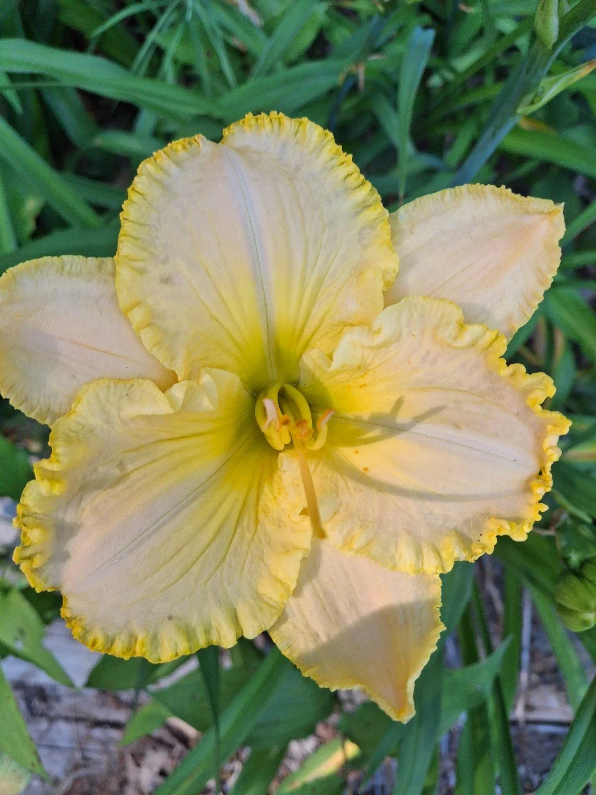 Hemerocallis 'Eloquent Silence' Daylily Bareroot – Perennial Flowering Plant with Soft Peach Blooms, Full Sun to Partial Shade
