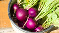 Royal Purple Radish Seeds - 500+ Non-GMO Raphanus sativus for Garden Planting, Fast-Growing, Vibrant Purple Skin, USA Grown