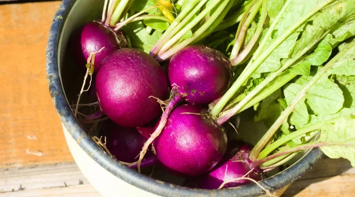 Royal Purple Radish Seeds - 500+ Non-GMO Raphanus sativus for Garden Planting, Fast-Growing, Vibrant Purple Skin, USA Grown