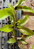 Live Plant Cuttings - Callisia fragrans Pups - False Bromeliad Basket Plant - Indoor/Outdoor, Cascading Growth