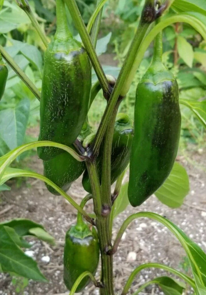Early Jalapeno Pepper Seeds - 25 Non-GMO Capsicum annuum for Spicy Salsas & Cooking