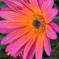 African Daisy Seeds New Sunset 40 Seeds - Vibrant Orange Yellow Red Flowers - Osteospermum ecklonis