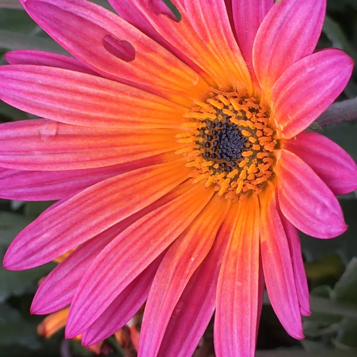 African Daisy Seeds New Sunset 40 Seeds - Vibrant Orange Yellow Red Flowers - Osteospermum ecklonis