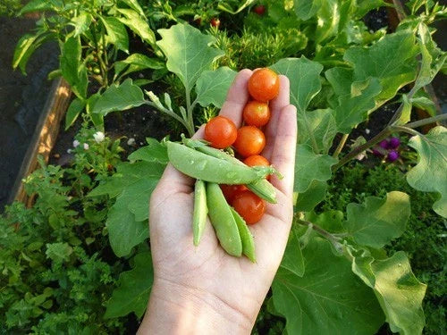 Dwarf Cherry Tomato Seeds - Smallest Sweet Variety for Salads - Solanum lycopersicum - Compact, Bushy Growth, 20 Seeds