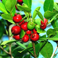 20 Strawberry Guava Seeds - Edible Fruit Plant, Psidium cattleianum, Tropical Garden Tree, Red to Yellow Fruit Seeds