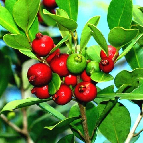 20 Strawberry Guava Seeds - Edible Fruit Plant, Psidium cattleianum, Tropical Garden Tree, Red to Yellow Fruit Seeds