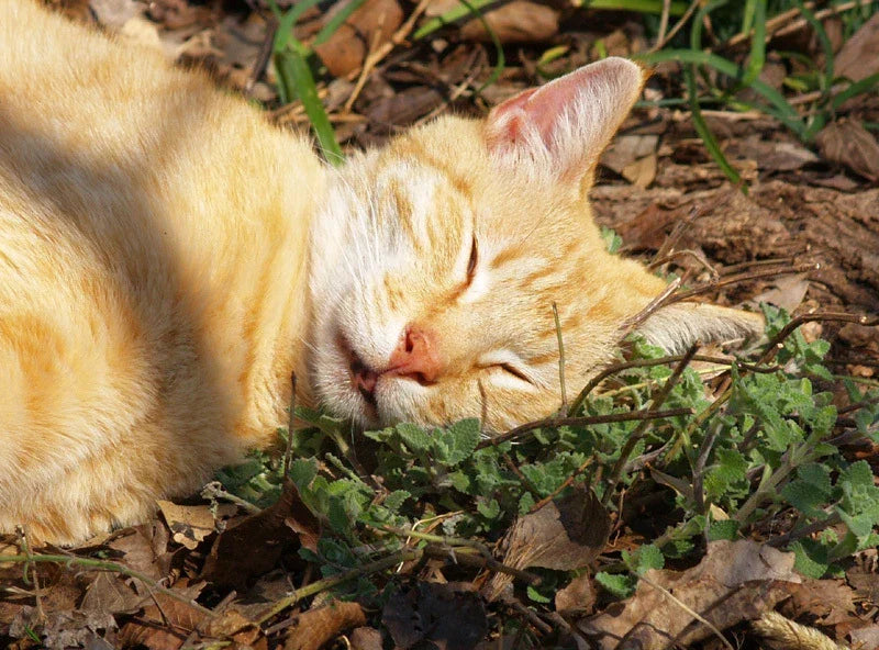 Organic Catnip Seeds - 100 Pack Nepeta cataria for Cats & Gardens, Herb, Easy to Grow