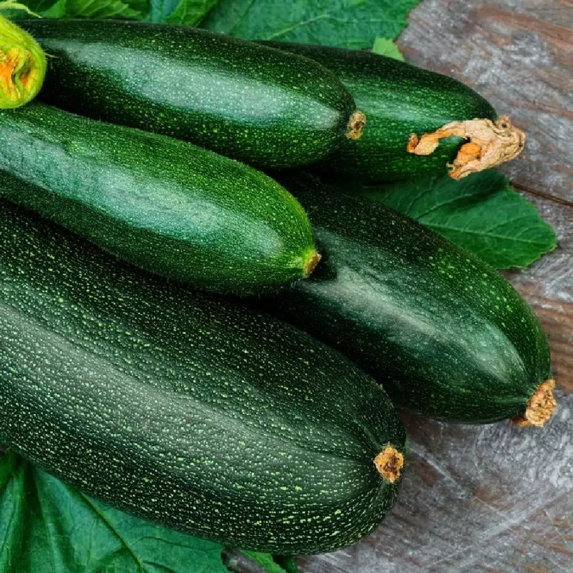 Dark Green Zucchini Seeds, Non-GMO, Summer Squash, Cucurbita pepo, Heirloom Variety, Bush Plant, Organic Gardening