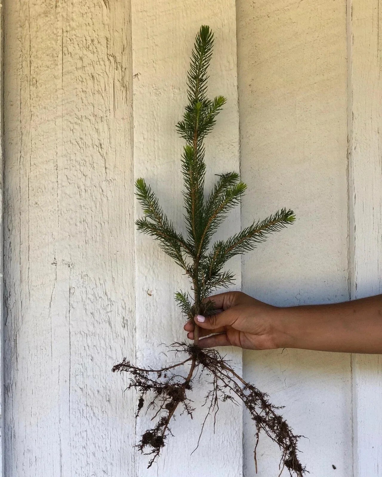 Norway Spruce Seedlings 50 Bare Root Trees 10-15" Picea abies for Privacy Screen Windbreak Fast Growing