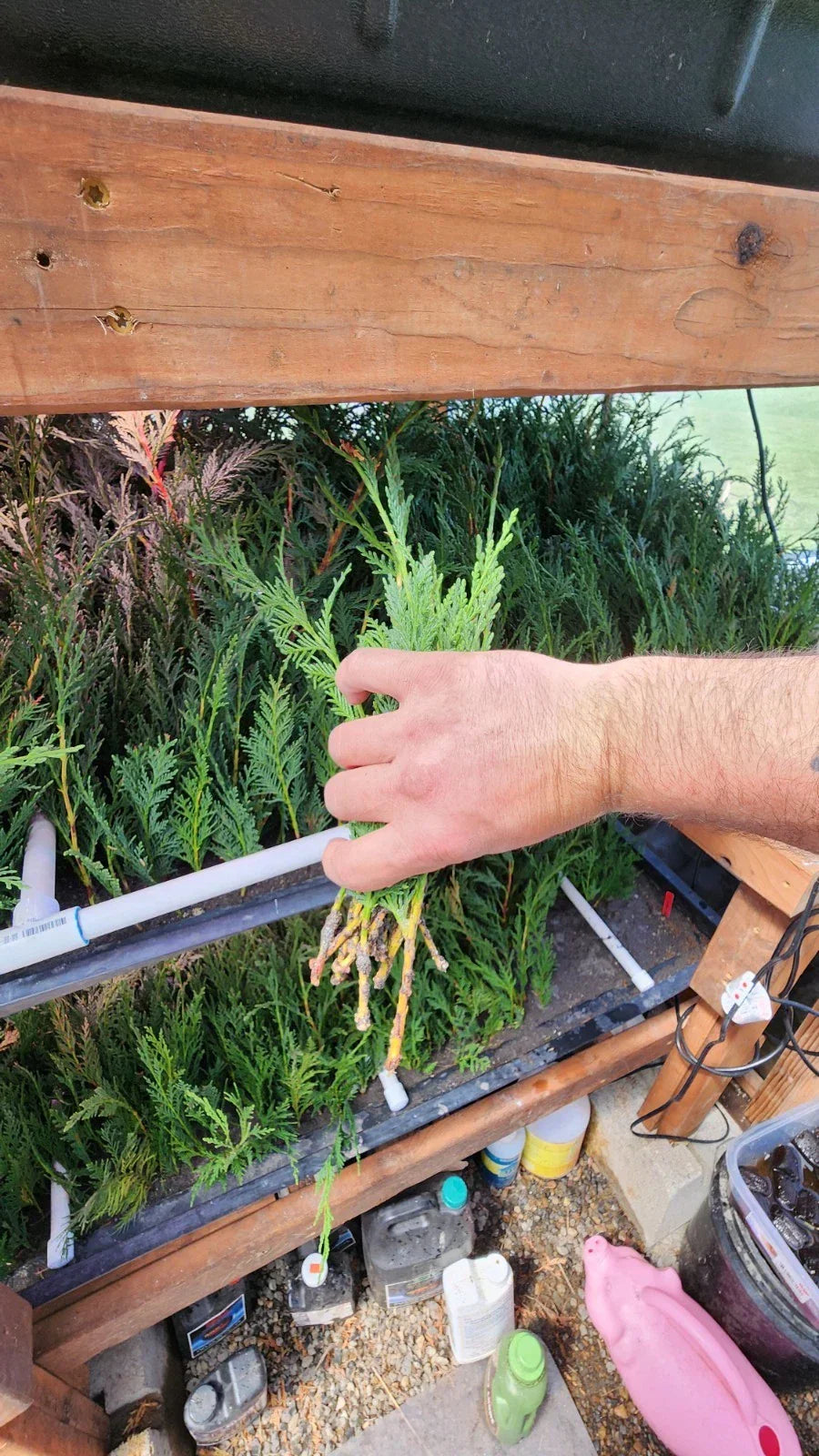 Leyland Cypress Starter Trees - 5 Bare Root Evergreens for Privacy, Windbreaks, Landscaping - Cupressocyparis leylandii