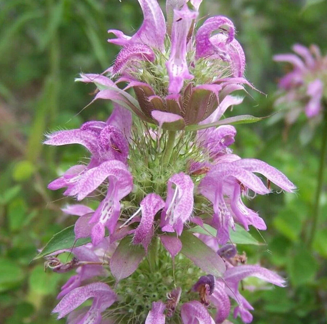 Lemon Mint Seeds, Monarda citriodora, Perennial Herb for Garden, Fragrant, Attracts Bees, 600+ Seeds