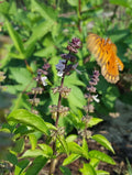 Thai Basil Seeds 25+ Pack Licorice Flavor Ocimum Thyrsiflora Herb for Cooking & Gardening