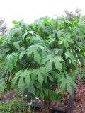 Organic Chaya Cuttings - Spineless Mansa Maya Variety - Edible Green Leafy Plant - Cnidoscolus aconitifolius