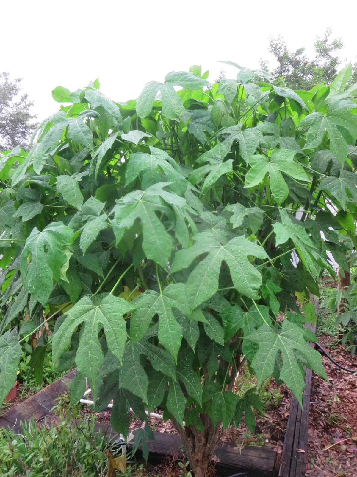 Organic Chaya Cuttings - Spineless Mansa Maya Variety - Edible Green Leafy Plant - Cnidoscolus aconitifolius
