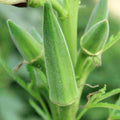 Clemson Spineless Okra Seeds - Non-GMO Vegetable Seeds for Heirloom Gardening, Abelmoschus esculentus, Lady's Fingers, Gombo