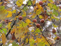 Persimmon Tree Seedlings - 24" Bareroot Diospyros virginiana Native American Fast Growing Live Plants