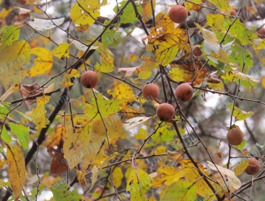 Persimmon Tree Seedlings - 24" Bareroot Diospyros virginiana Native American Fast Growing Live Plants