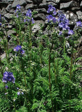 Polemonium Seeds - 15 Packets - Towering Jacob's Ladder 'Blue Master' - Polemonium foliosissimum