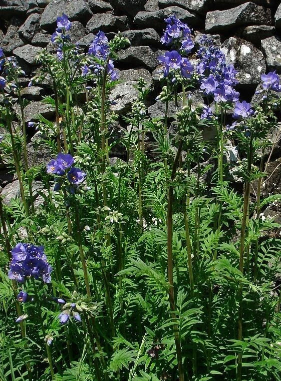 Polemonium Seeds - 15 Packets - Towering Jacob's Ladder 'Blue Master' - Polemonium foliosissimum