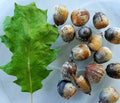 Eastern Black Oak Seeds - 50 Count Quercus velutina Acorns for Landscaping & Wildlife