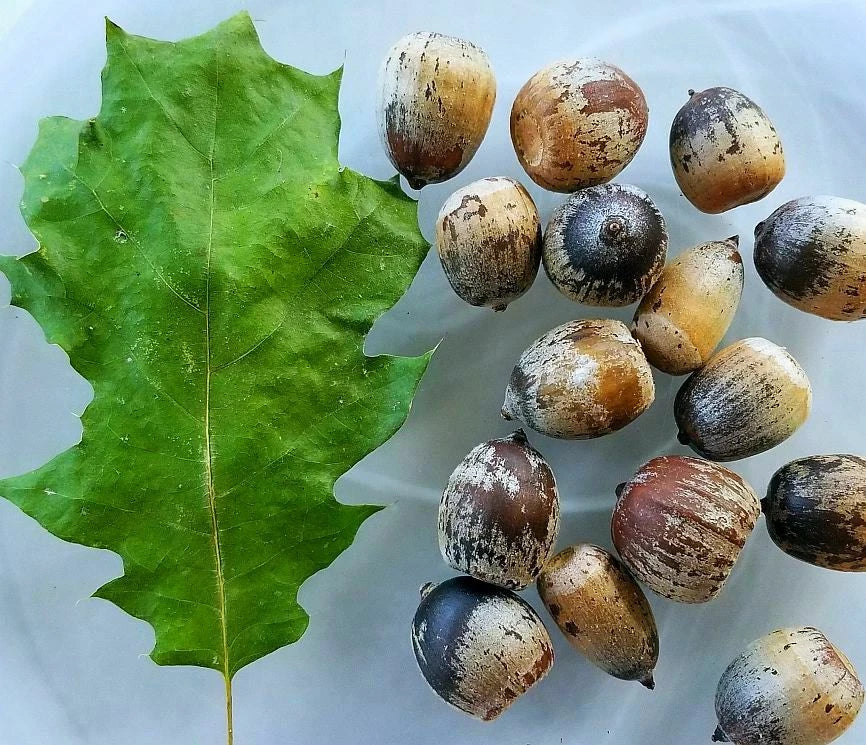 Eastern Black Oak Seeds - 50 Count Quercus velutina Acorns for Landscaping & Wildlife