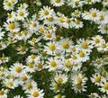 German Chamomile Seeds - 2000+ Fragrant Herb for Tea, Annual Garden Plant, Matricaria chamomilla, Easy to Grow