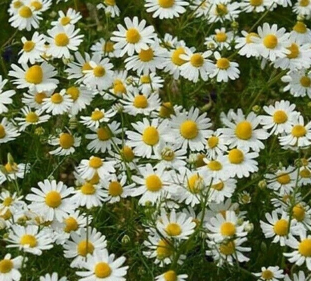 German Chamomile Seeds - 2000+ Fragrant Herb for Tea, Annual Garden Plant, Matricaria chamomilla, Easy to Grow