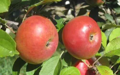 Lady Apple Seeds - 25+ Non-GMO Fruit Seeds for Home Garden, Malus domestica 'Lady Apple'
