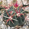 Devil's Tongue Cactus Plant - Ferocactus latispinus - Live Succulent for Indoor & Outdoor Decor - Spiny, Drought-Tolerant Plant
