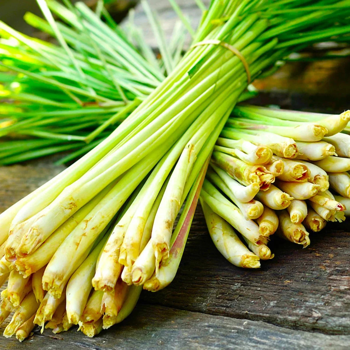 West Indian Lemongrass Seeds - Cymbopogon citratus - Aromatic Perennial Herb for Landscaping & Insect Repellent