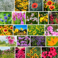 Wildflower Seed Mix 1 lb Southeast Native Annual & Perennial Flowers for Pollinators, Eco-Friendly Garden