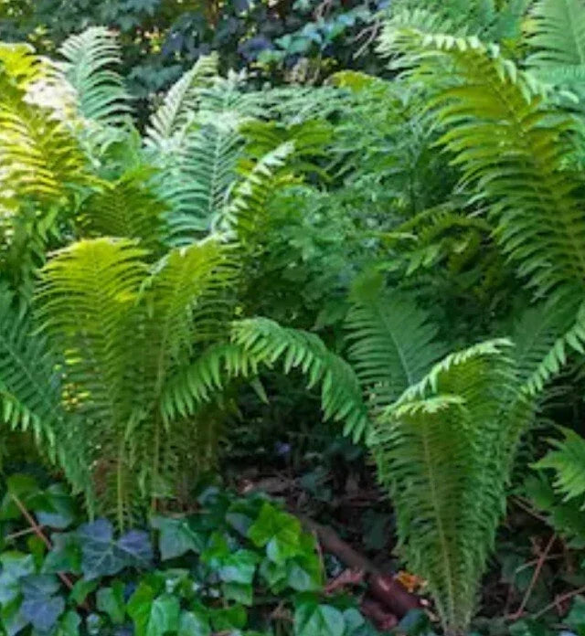 Ostrich Fern Plant Bare Root - Vibrant Green Perennial Matteuccia struthiopteris for Shade Gardens