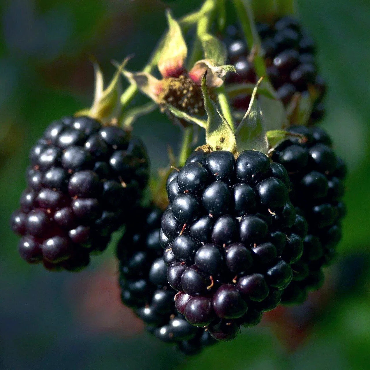 Blackberry Bush Seeds – Rubus allegheniensis – Hardy Fruit Plant for Garden, Zone 3, 20 Seeds