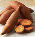 Beauregard Sweet Potato Plants - 15 Organic Slips - Ipomoea batatas - Edible Garden Vegetables for Home Gardening