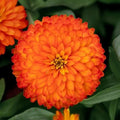 Zydeco Fire Zinnia Seeds - 100+ Pack, Vibrant Red & Orange Annual Flowers, Zinnia elegans, Easy to Grow, Butterfly Attracting