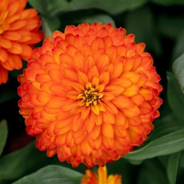 Zydeco Fire Zinnia Seeds - 100+ Pack, Vibrant Red & Orange Annual Flowers, Zinnia elegans, Easy to Grow, Butterfly Attracting