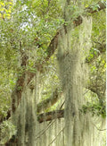 Live Spanish Moss Airplant - 5 Gallon Fresh Orlando Tillandsia usneoides