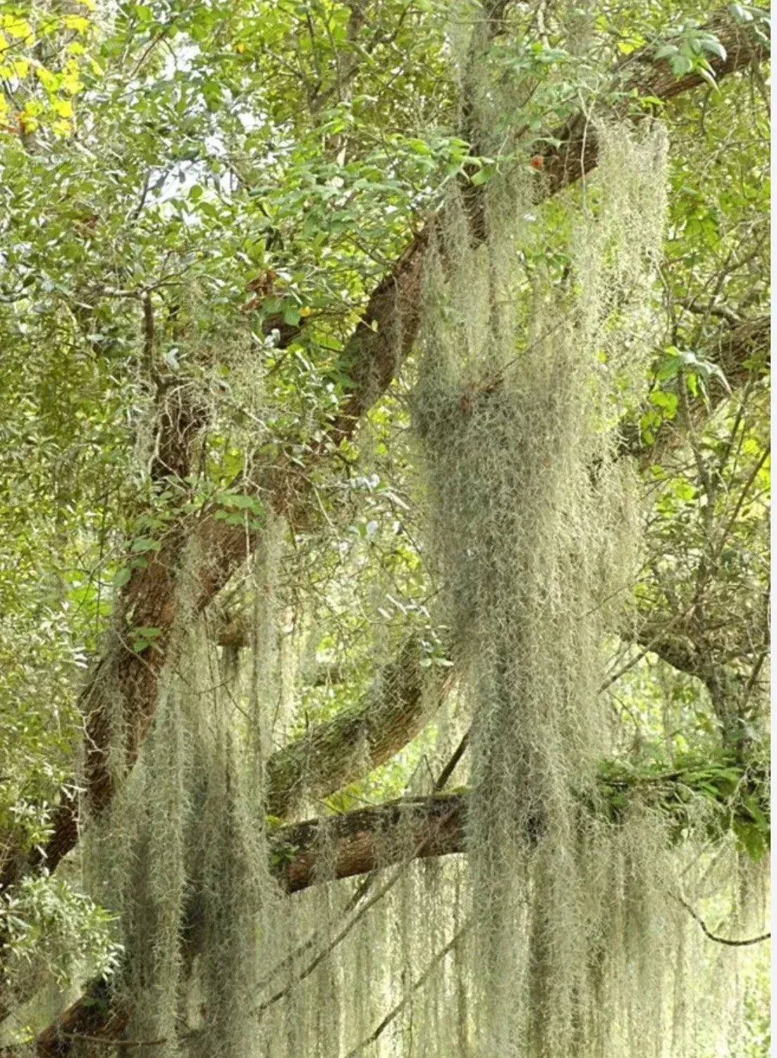 Live Spanish Moss Airplant - 5 Gallon Fresh Orlando Tillandsia usneoides
