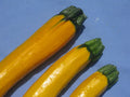 Zucchini Seeds - Golden Yellow Variety - Cucurbita pepo - 20 Pack for Home Garden, Container, Raised Bed