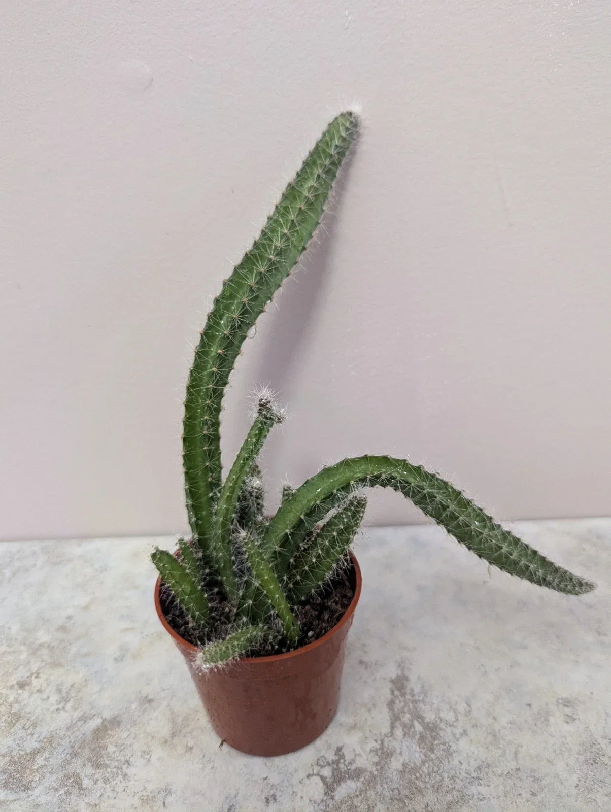 Dog Tail Cactus Live Succulent Plant in 2.7-Inch Pot, Selenicereus testudo, Trailing Cactus for Indoor & Outdoor