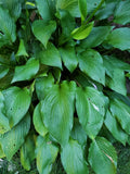 Hosta Live Plant Roots - 5 Count Bare Root Perennial for Sun & Shade - Hosta spp.