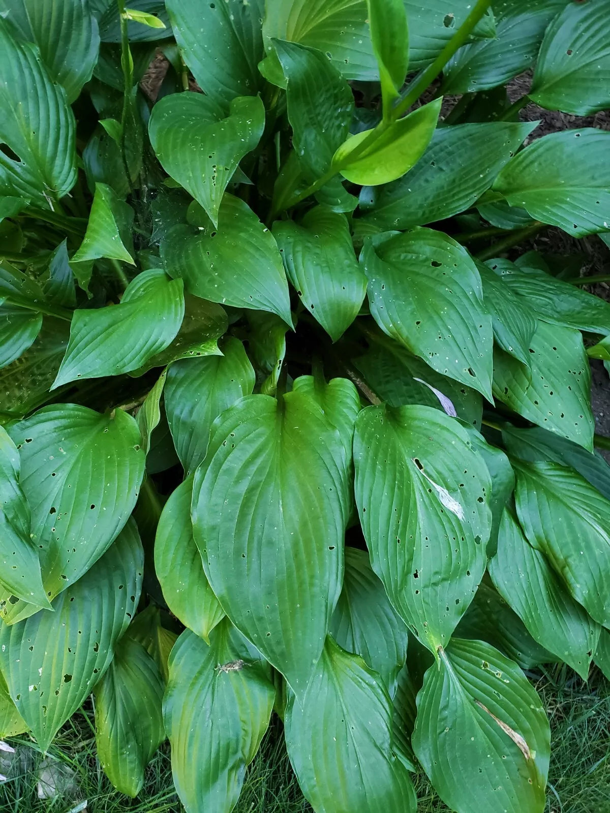 Hosta Live Plant Roots - 5 Count Bare Root Perennial for Sun & Shade - Hosta spp.