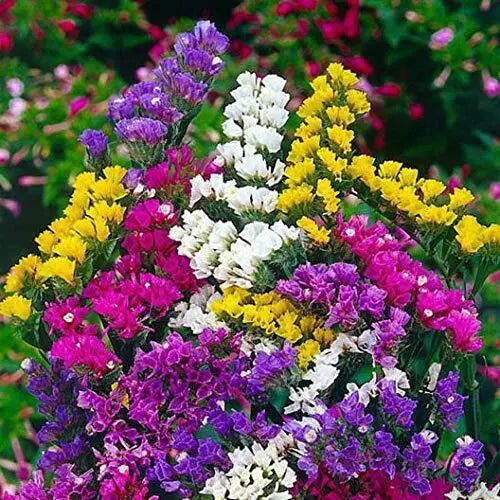 Statice Flower Seeds 100 Pack - Mixed Colors for Cut Flowers - Limonium sinuatum Garden Seeds