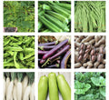 20 Variety Asian Vegetable Seeds Packets - Heirloom, Organic, Non-GMO for Home Gardening, Grow Your Own Food