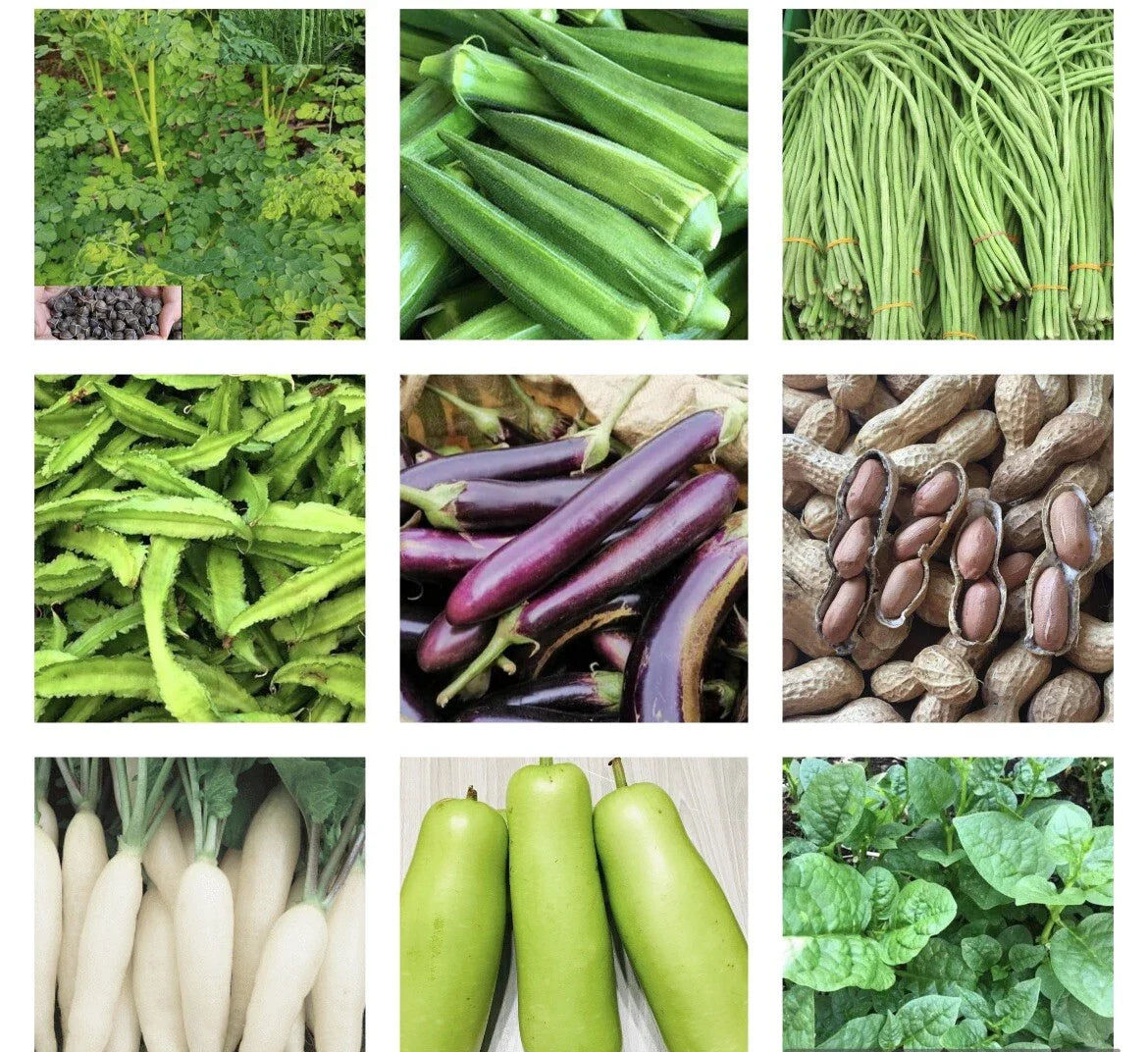 20 Variety Asian Vegetable Seeds Packets - Heirloom, Organic, Non-GMO for Home Gardening, Grow Your Own Food