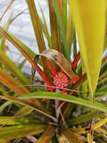 Mini Me Sol Dwarf Pineapple Plant - Red Ornamental Ananas comosus, Compact Indoor or Garden Plant